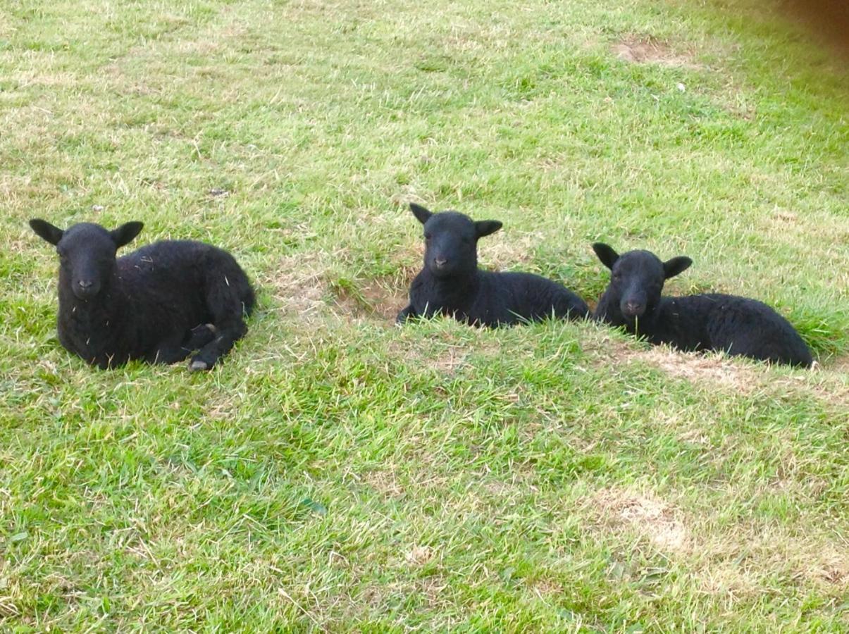 Molehill Lodge Swansea Kültér fotó